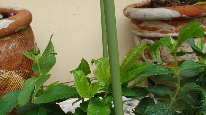 5-26�գ�һ��󣬻������ֳ����˺ö࣡