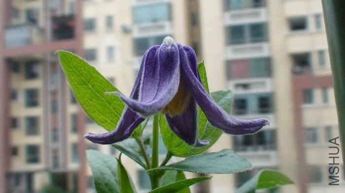 5-30�գ����죬��������