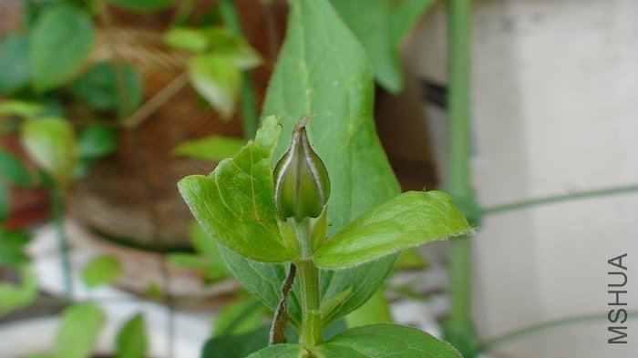 5-25�գ��������֡�����һ��С�ֱ�ס������, ����ǿ��˺��, ҶƬ������.