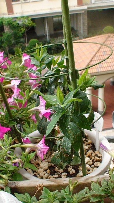 5-14��, ��֦ѿԽ��Խ����!