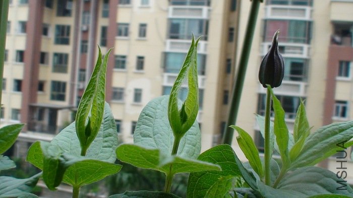 ���ǽ��������������������ӣ�����һ���Ѿ���ɫ, ���ƾ�������Ҳ�ܿ�������!