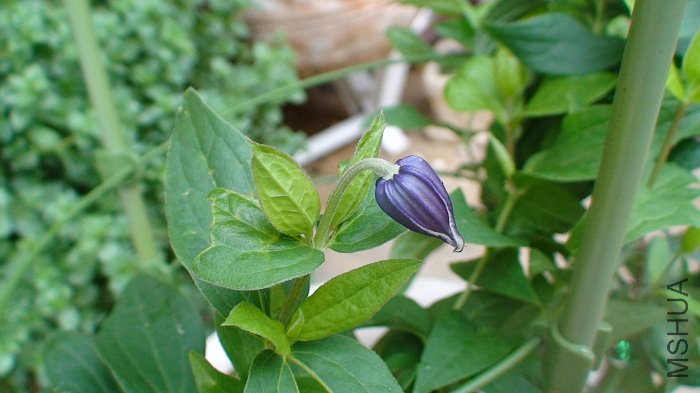 5-29�գ���ɫ��������д��