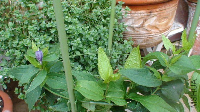 5-29�գ�������ɫ����ʱ�����������Աȿ�������ɫ��Ļ����´���