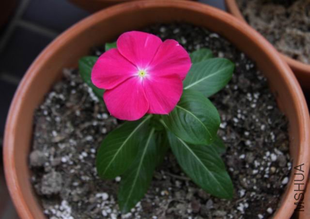 ������С ��Ƭ 1526a.jpg