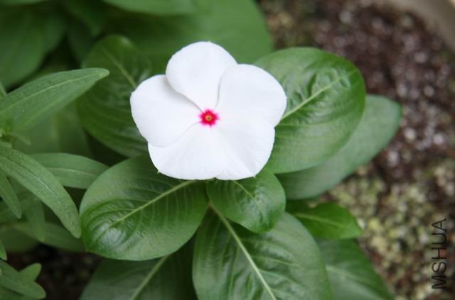 ������С ��Ƭ 1528a.jpg