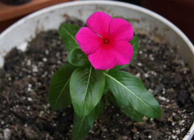 ������С ��Ƭ 1527a.jpg