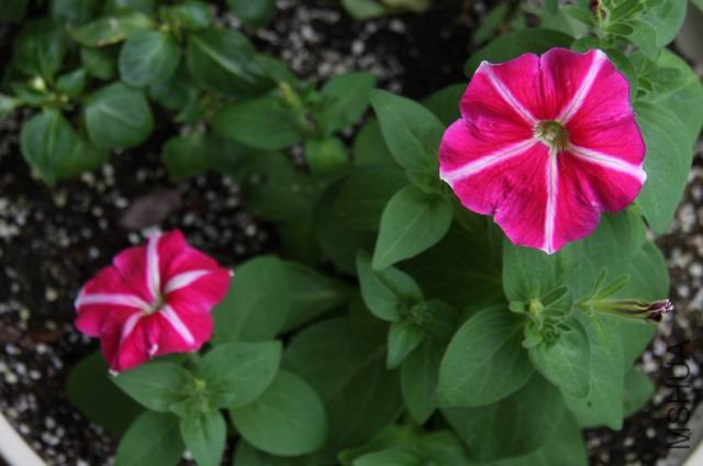 ������С ��Ƭ 1522a.jpg