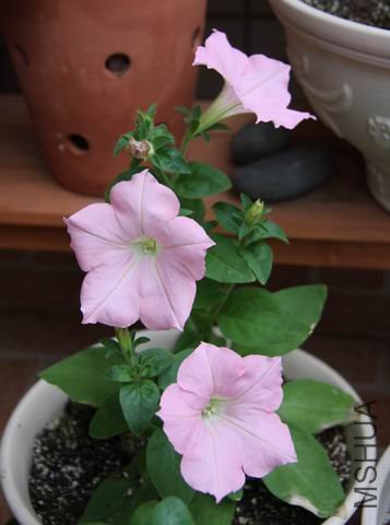 ������С ��Ƭ 1523a.jpg