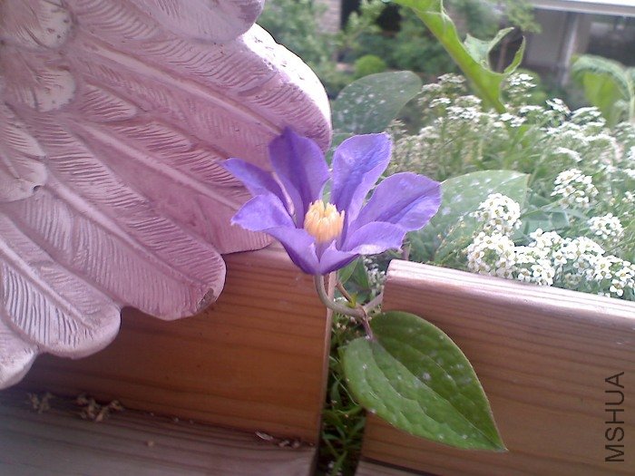 ��������ʱ������, ���紵���˼з��е�����.