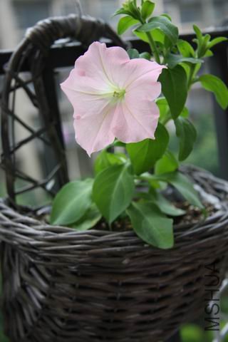 ������С ��Ƭ 1530.jpg