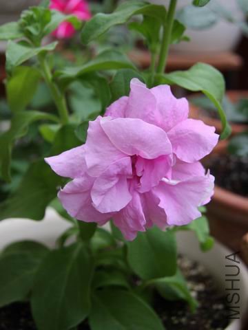 ������С ��Ƭ 1524a.jpg