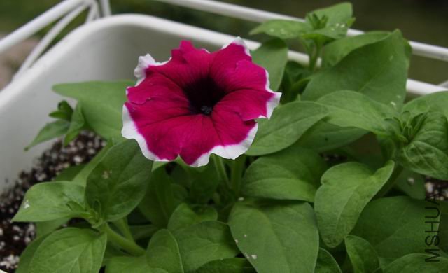 ������С ��Ƭ 1520a.jpg