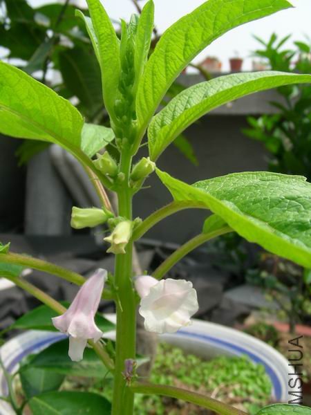 ��ת DSCN6900.JPG