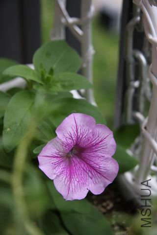 ������С ��Ƭ 1529.jpg