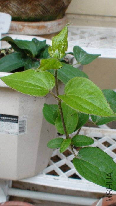 ���ǽ���ģ�5-30�յ����ӣ�֦���ڼ�鳤��һЩ������Ҳ����һЩ����