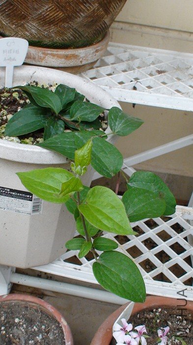 ��ʵȫ������, ���廹�Ǻ�С�ġ�