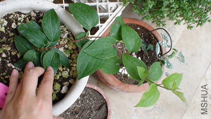 ����һ�Ƕ���������