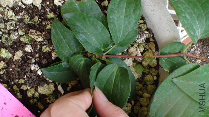 ��Ϊ�кܳ���һ���ͳ��ڣ����Դ�Ҷ�����Եؿ��������ײ���Ҷ�����Ạ̊́ܶ�