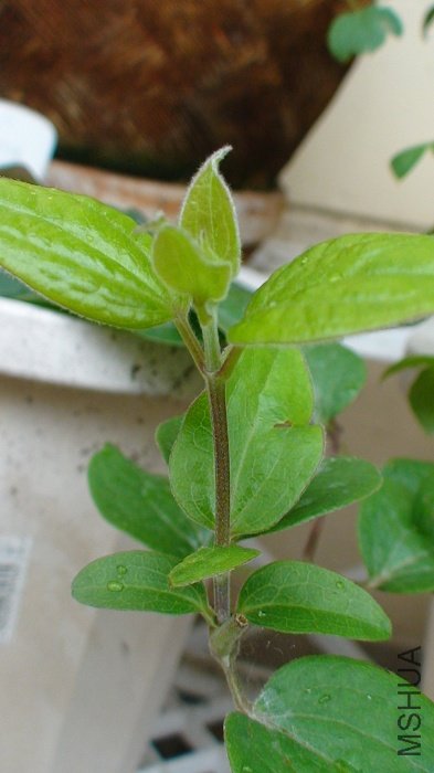 ����Ǽ��ڴ�����֦�����̡ܶ�____�����ʱ��ֻ��������������.