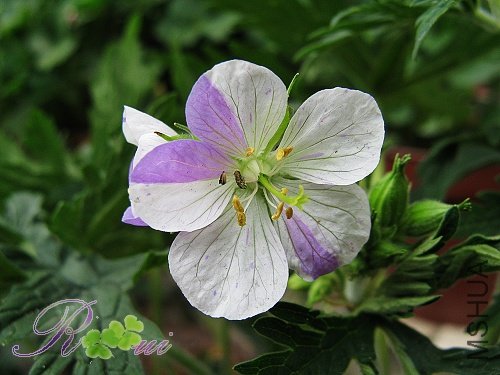 ��Ҷ���� 5.jpg