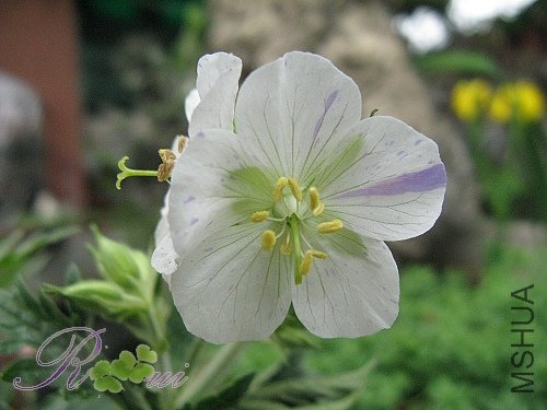 ��Ҷ���� 8.jpg