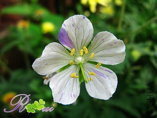 ��Ҷ���� 26.jpg