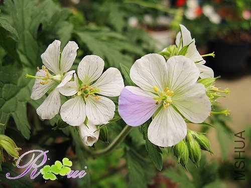 ��Ҷ���� 21.jpg