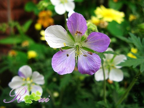 ��Ҷ���� 25.jpg