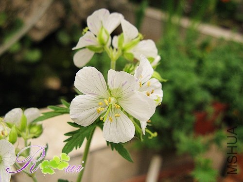 ��Ҷ���� 22.jpg