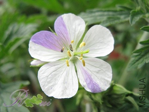 ��-��Ҷ 3.jpg