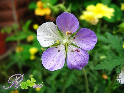 ��Ҷ���� 23.jpg