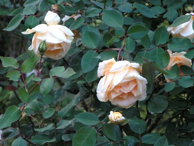 t_lady_hillingdon_709.jpg