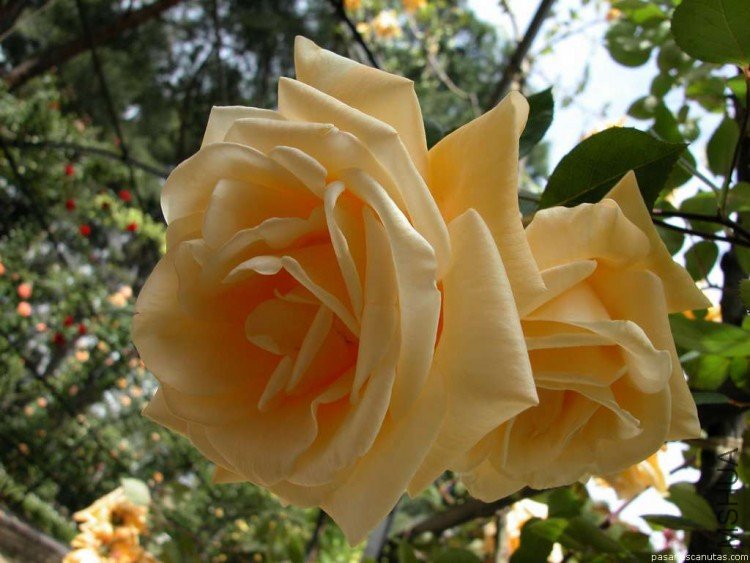 rosa_Lady_Hillingdon_2.jpg
