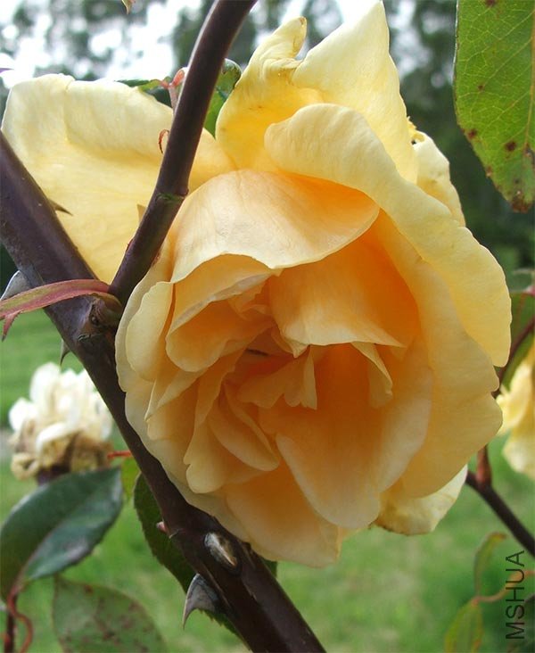 lady-hillngdon-rose.jpg