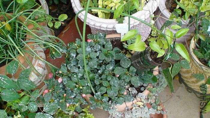 ����ѹ����ȫ����, ϣ��ѹ����֦�����ʹ���������֦�ܳ��ø�׳һЩ!