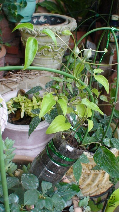 5-29��, ѹ����! ����ǰ��С�����Ϲ��ͳ�����������֯��, �ɴ��ѹ����!