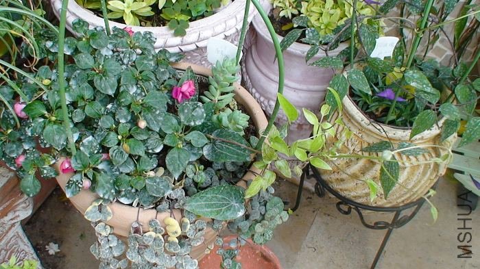 5-25��, ����³�������֦��!