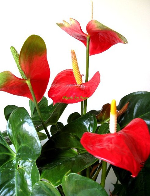 anthurium1.jpg