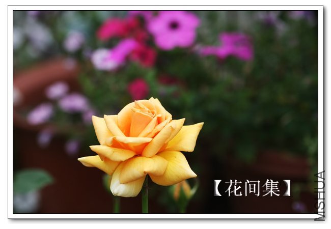 IMG_6264 ����.jpg