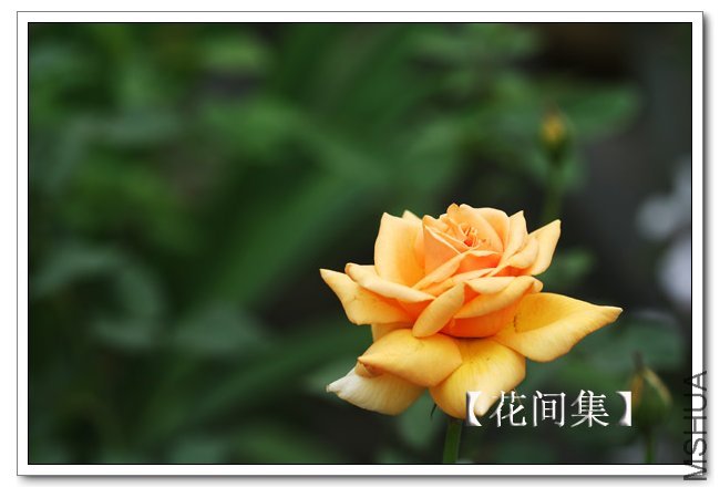 IMG_6265 ����.jpg