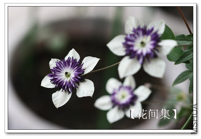 IMG_6251 ����.jpg