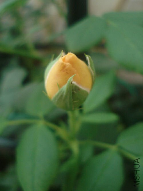 ��ɫ���Ҳ��ʼ�˵ڶ��ֵ�����