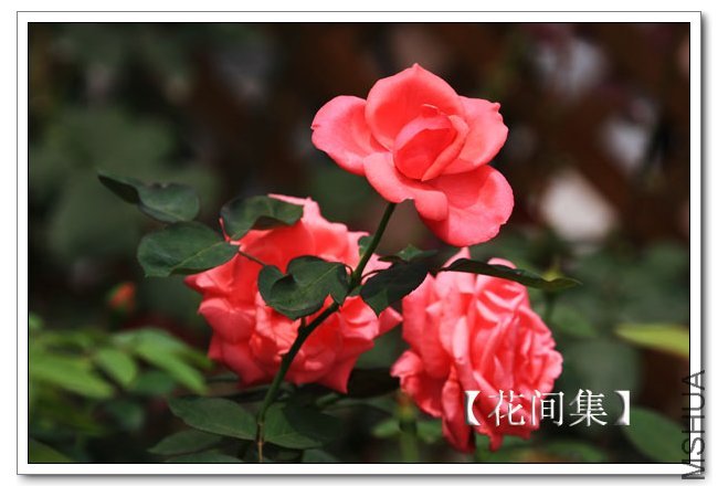 IMG_1271 ����.jpg