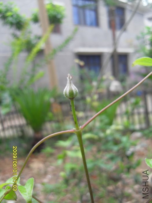 SDC10546.JPG