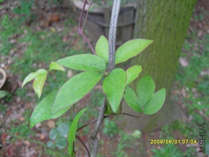 SDC10549.JPG