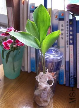 �յ����������磨���ú��ҵ�ʯ��һ��