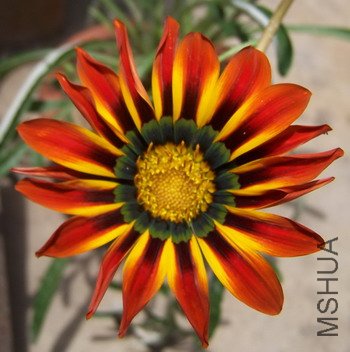 ����տ�ʼ�����¿�ѫ��