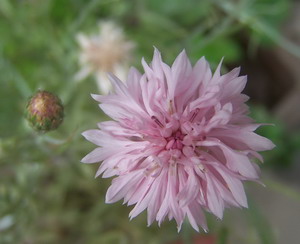 ��ɫʸ����