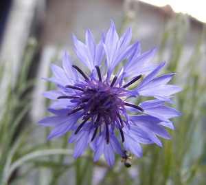 ��ɫʸ����