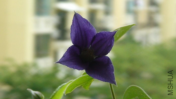 6-2�գ��������������ǻ�ɫ�ģ���ϧ��̫�ĵó�����